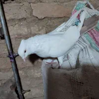 کفتر|پرنده|ملایر, |دیوار