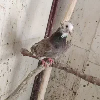 تعدادی کفتر اس|پرنده|مشکین‌دشت, |دیوار