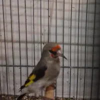 یدونه سهره نر|پرنده|قم, انصار‌الحسین|دیوار