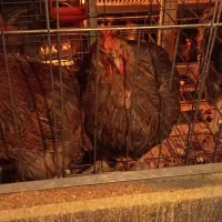 فروش مرغ رسمی|حیوانات مزرعه|مشکین‌دشت, |دیوار