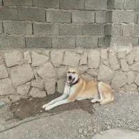 سگ سرابی سگ گله