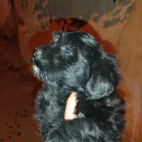 توله پاکوتاه