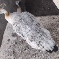 طاووس|پرنده|مشهد, آبکوه|دیوار