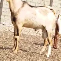 دوعدد کهره نر