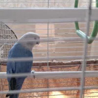 پرنده کوتوله|پرنده|یزد, |دیوار