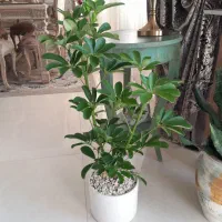 گلدان گل شفلرا