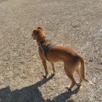 واگذاری تازی و سگ گله|سگ|سردرود, |دیوار