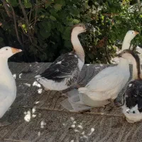 اردک اسراییلی و قوغاز|حیوانات مزرعه|دینور, |دیوار