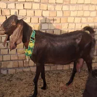 فروش ۴عدد بز شیرا درجا یک