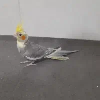 عروس جوانه دستی|پرنده|آزادشهر, |دیوار