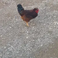 خروس گوشتی نیمچه امسال سرحال ماکو|حیوانات مزرعه|ماکو, |دیوار