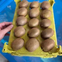 خرید و فروش کیوی