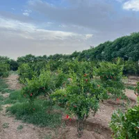 فروش زمین ۳۰۰ متری|فروش زمین و ملک کلنگی|ری, شهرری|دیوار