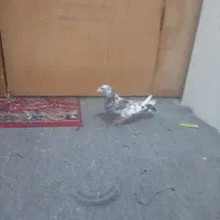 9عددکفتر تهرانی