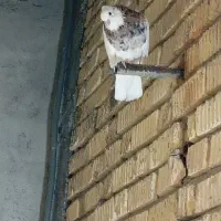 طوق شازده نر