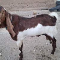 تکه گلابی گوش بلند