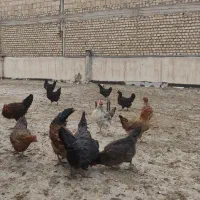 فروش مرغ و خروس یک ساله چند ماهی تخم میزان