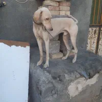 سگ تازی|سگ|دهگلان, |دیوار