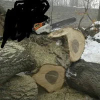 خرید انواع درخت|خدمات باغبانی و درختکاری|خوی, |دیوار