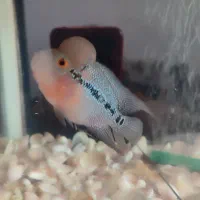 فلاور بهترین نژاد|ماهی|تربت جام, شهید نصرالهی|دیوار