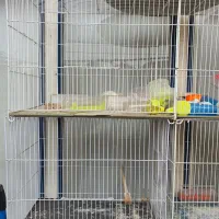 قفس جفتگاه و جوجه پرون مکمل و رنگدونه اصل و درج یک