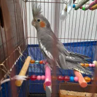 عروس هلندی مولد|پرنده|مرند, |دیوار