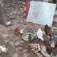 جوجه|حیوانات مزرعه|رشت, حومه رشت|دیوار