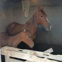 اسب.مادیان کرد