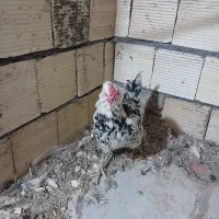 یک عددمرغ ریشو چهلتاج کرچشو