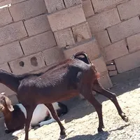 بز پاکستانی سه نر بز پاکستانی خال خال یک عدد|حیوانات مزرعه|گناباد, |دیوار