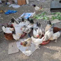 فروش خروس گلپایگانی برهما و سلطان|حیوانات مزرعه|هشتگرد, هشتگرد قدیم|دیوار