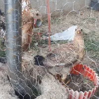 جوجه محلی نیمچه