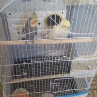 یک جفت طوطی عروس|پرنده|الوند, |دیوار