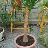 یوکا تک شاخه و پنج شاخه|گل و گیاه طبیعی|تهران, گرگان|دیوار