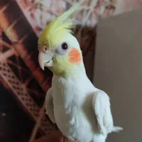 عروس هلندی لوتینو