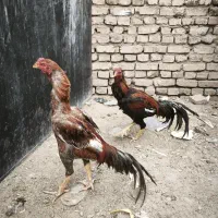 خروس لاری|حیوانات مزرعه|یزد, |دیوار