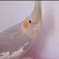 طوطی هلندی طوسی