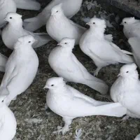 کبوتر کاکولی|پرنده|بشاریات, |دیوار