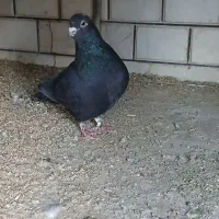 کفتر غلاق دمگیر|پرنده|خمینی‌شهر, |دیوار