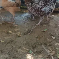 مرغ وخروس شهری|حیوانات مزرعه|قشم, |دیوار