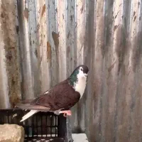 چند عدد کفتر رنگی فروشی قیمت توافقی معاوضه هم دارم