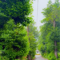 500-متر-زمین-آپارتمان-سازی-شهرک-گلسار-متل-قو