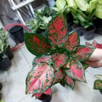 گل آگلونما خال قرمز چندبوته
