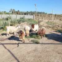 گوسفند|حیوانات مزرعه|نرماشیر, |دیوار