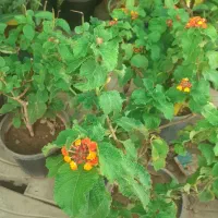 باغبانی ،درختکاری هرس و.