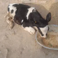 یک راس گوساله نر