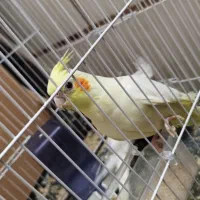 عروس هلندی لوتینو ( تازه دونه خور شده)|پرنده|زابل, |دیوار