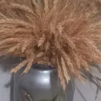 گندم دسته بندی شده