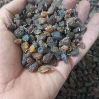 کشمش افتابی شیرین امسالی|خوردنی و آشامیدنی|یزد, |دیوار