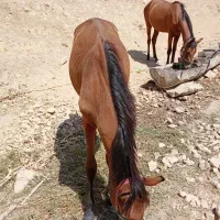 اسب ترکمن|اسب و تجهیزات اسب‌سواری|سنندج, |دیوار